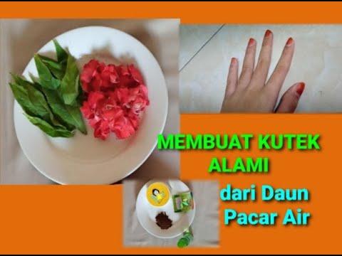 Video: Cara Membuat Pewarna Henna – Pelajari Tentang Mengekstrak Pewarna Dari Pohon Henna