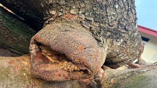 : Turning a Giant Tree into an Expensive Dining Table