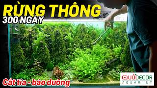 Hồ thuỷ sinh rừng thông 300 ngày - cắt tỉa bảo dưỡng - Thủy sinh Quới decor