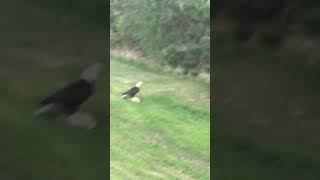 Eagle catches a cat