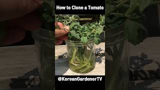 토마토 복제🍅 How to Clone a Tomato from a Cutting  #grow