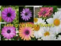 How to grow your own daisy flowers from seeds ??