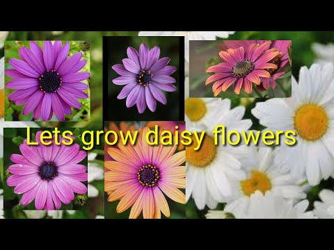 Video: Daisy (50 Bilder): Flerårige Blomster I Et Blomsterbed, Planting Og Omsorg I Det åpne Feltet. Hvite Tusenfryd Og Andre. Beskrivelse Og Voksende Fra Frø Til Frøplanter