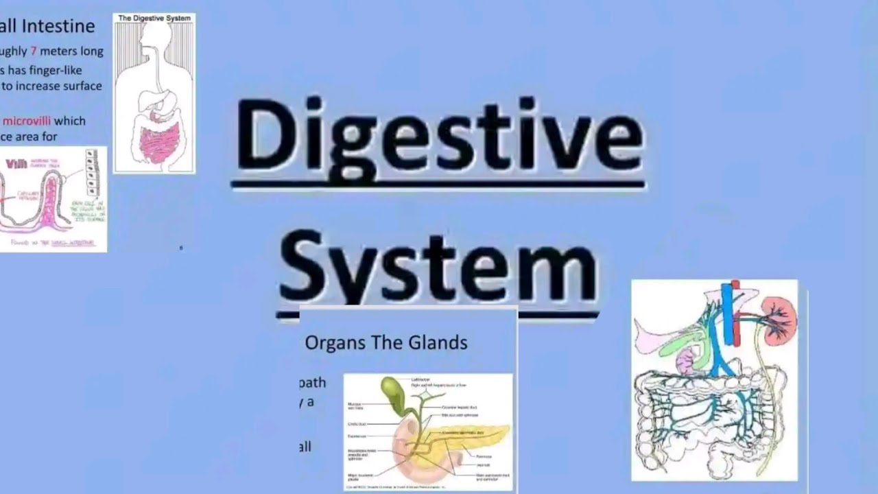 The Digestive System Explained | Functions, Organs & Step-by-Step ...