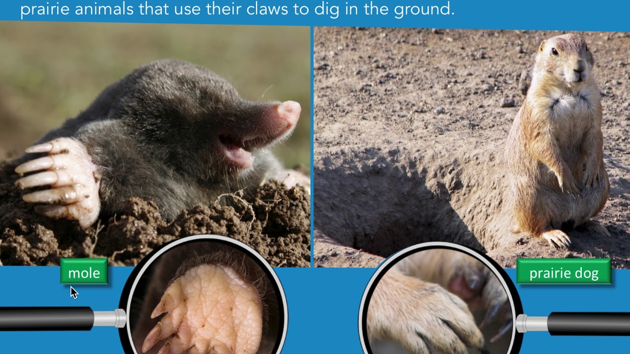 Hooves, Paws, and Claws - YouTube