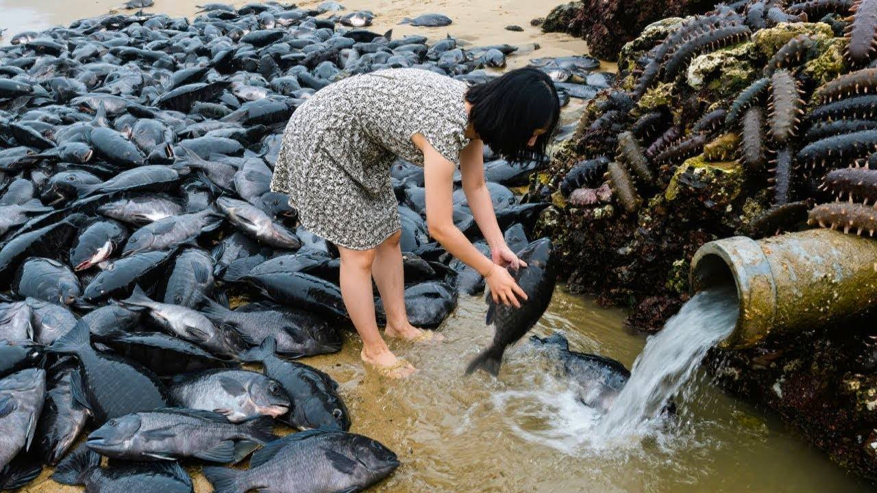 两条大鱼直接爆桶，小章尖叫发财了，不料竟还有值钱海参大赚【赶海小章官方频道】