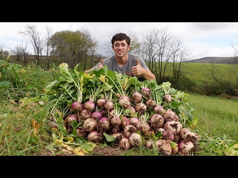 Video: Yellow Colors Of Early Summer