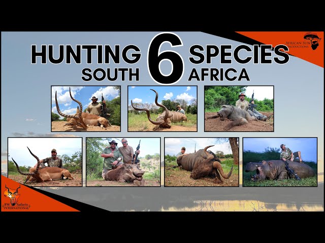 Hunting hippo and plains game in South Africa - 6 incredable species class=