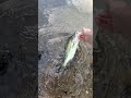 Coosa River #fishing #bassfishing