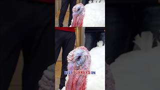BEHIND THE SCENES: Turkeys get VIP treatment before Trump pardon #shorts #Thanksgiving #us #news Net Worth