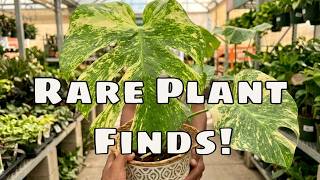 🌱 Big Box Plant Shopping Rare Hard to Find Houseplants 🌱 #plants #rareplants #plantas