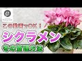 【知らないと枯らします!】シクラメンの育て方と冬の管理方法 #13