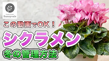 تحميل シクラメン تحميل シクラメン