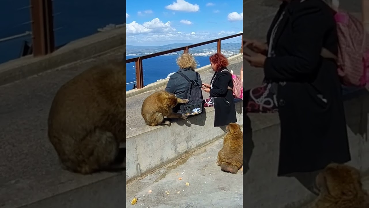 Gibraltar - Cheeky monkeys interact with tourists. Filmed Sept 2022