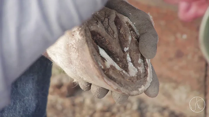 Hoof Care with Jerry Schmidt: Balancing an Over-tr...