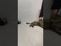 Cat fight
