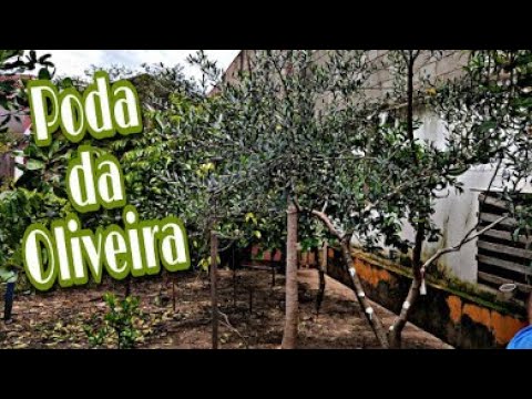 Vídeo: Fazendo uma topiaria de oliveira: guia para treinar e podar uma topiaria de oliveira