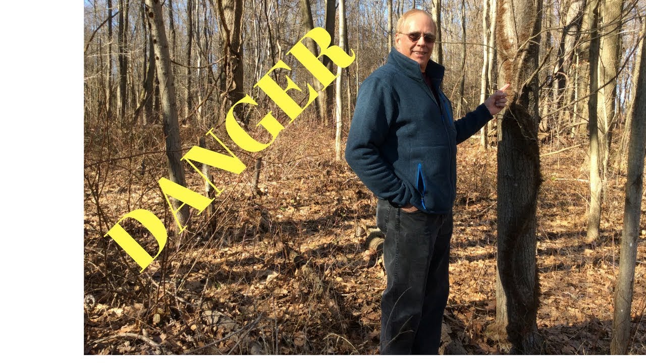 Poison Ivy DANGER DO NOT CUT 