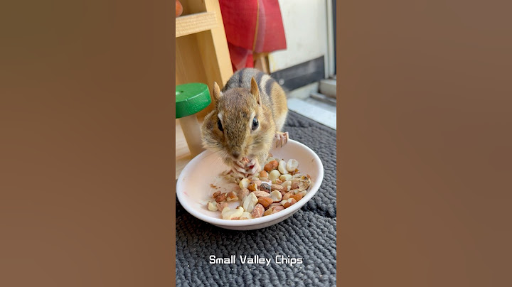 Make yourself at home Chewy. Nuts café welcomes all nuts lovers 🐿️ Let’s go nuts together 😝