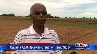 Alabama A&M Receives Grant For Hemp Study