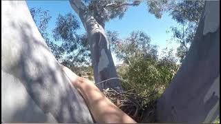 SELF ADVANCING PRUSIK & Rec Tree Climb #2