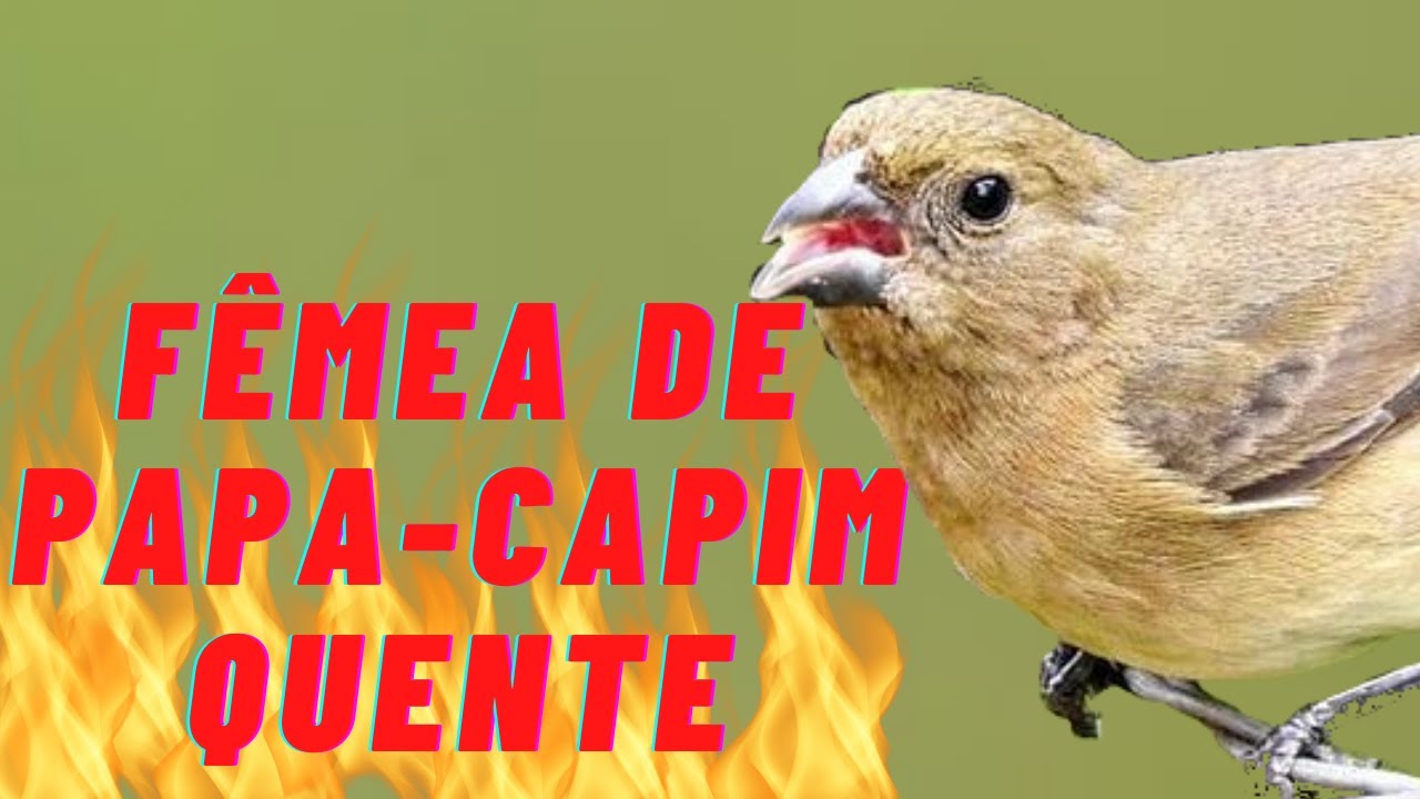 FÊMEA DE PAPA-CAPIM FOGOSA CHAMANDO E CANTANDO