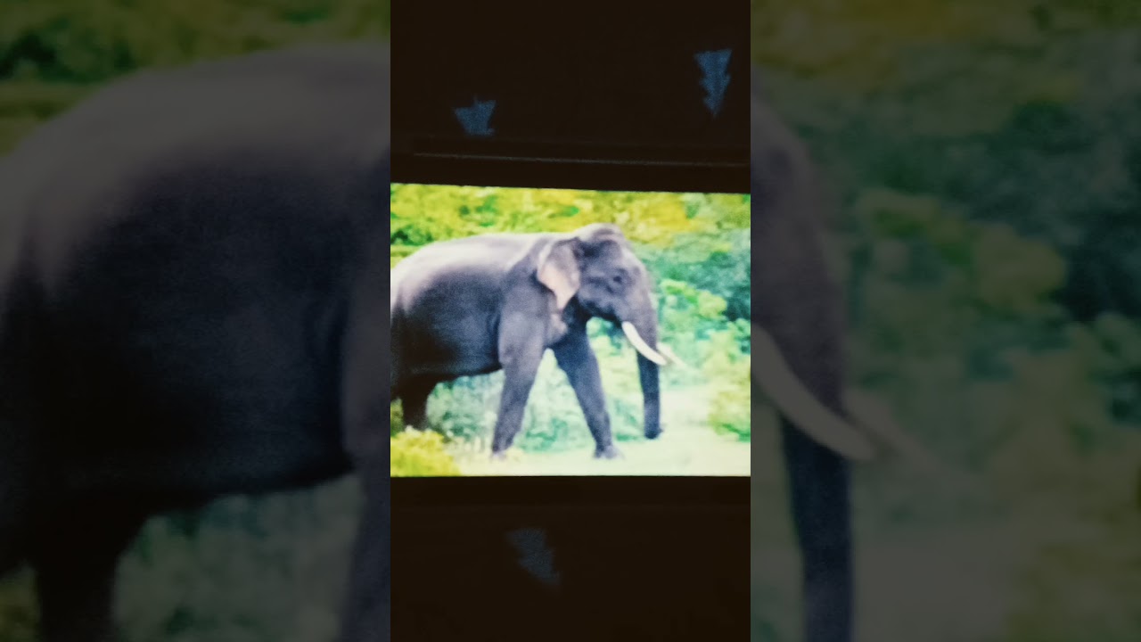 Elephant Sound Effects and Pictures