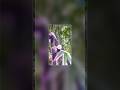 Bulb ki edit #VideoEditing, #Trending Effects, , #CapCut Tips, #trending#CinematicEdits#edit