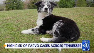 Uptick in "parvo" cases, a deadly canine virus, across Tennessee