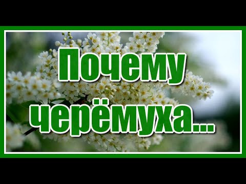 У ручья прощались мы, ты платочек комкала, я смотрел на звёздочки, о любви мечтал. Почему черёмуха..