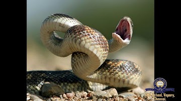 Class 5/TNB/Moral/Ch 2/Session 2