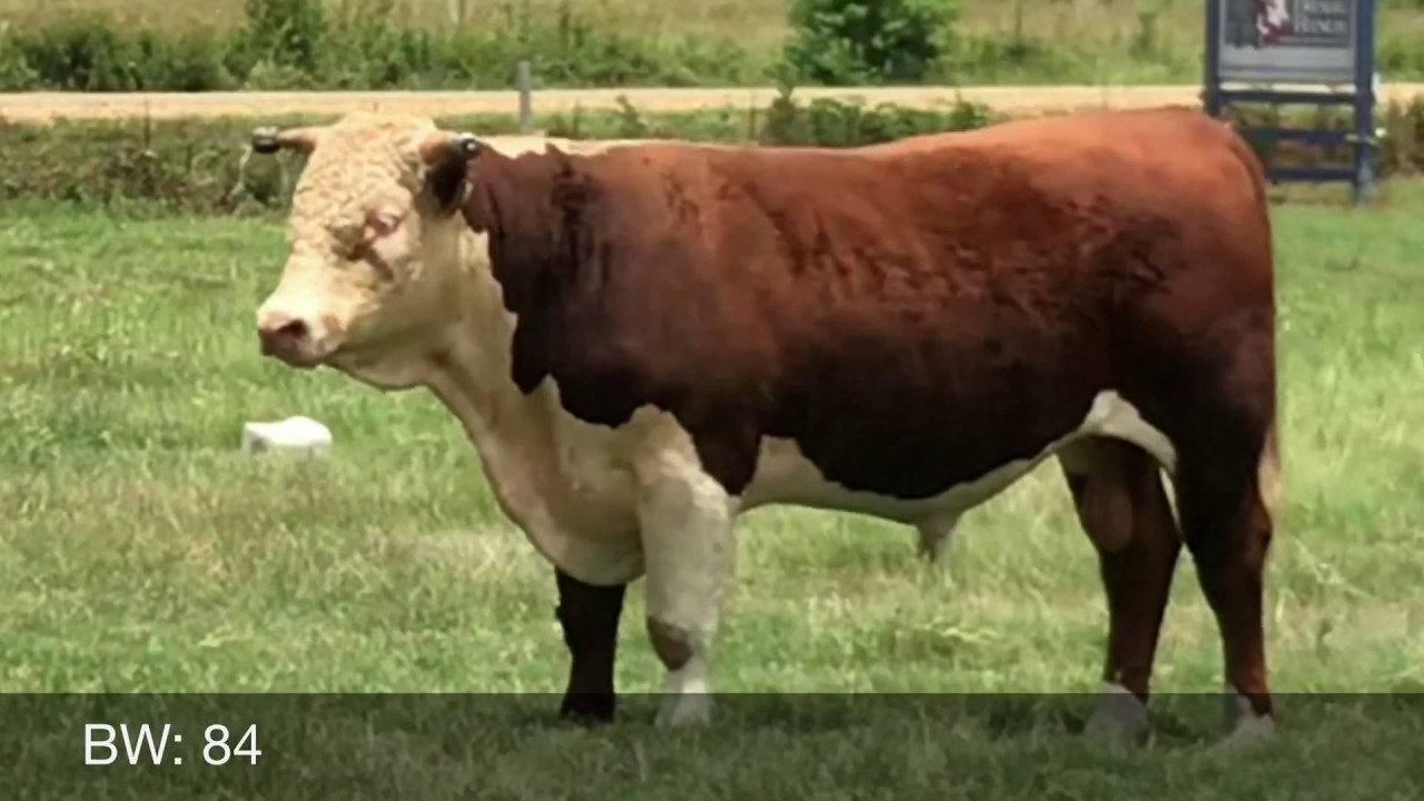 Registered Hereford Bulls For Sale YouTube