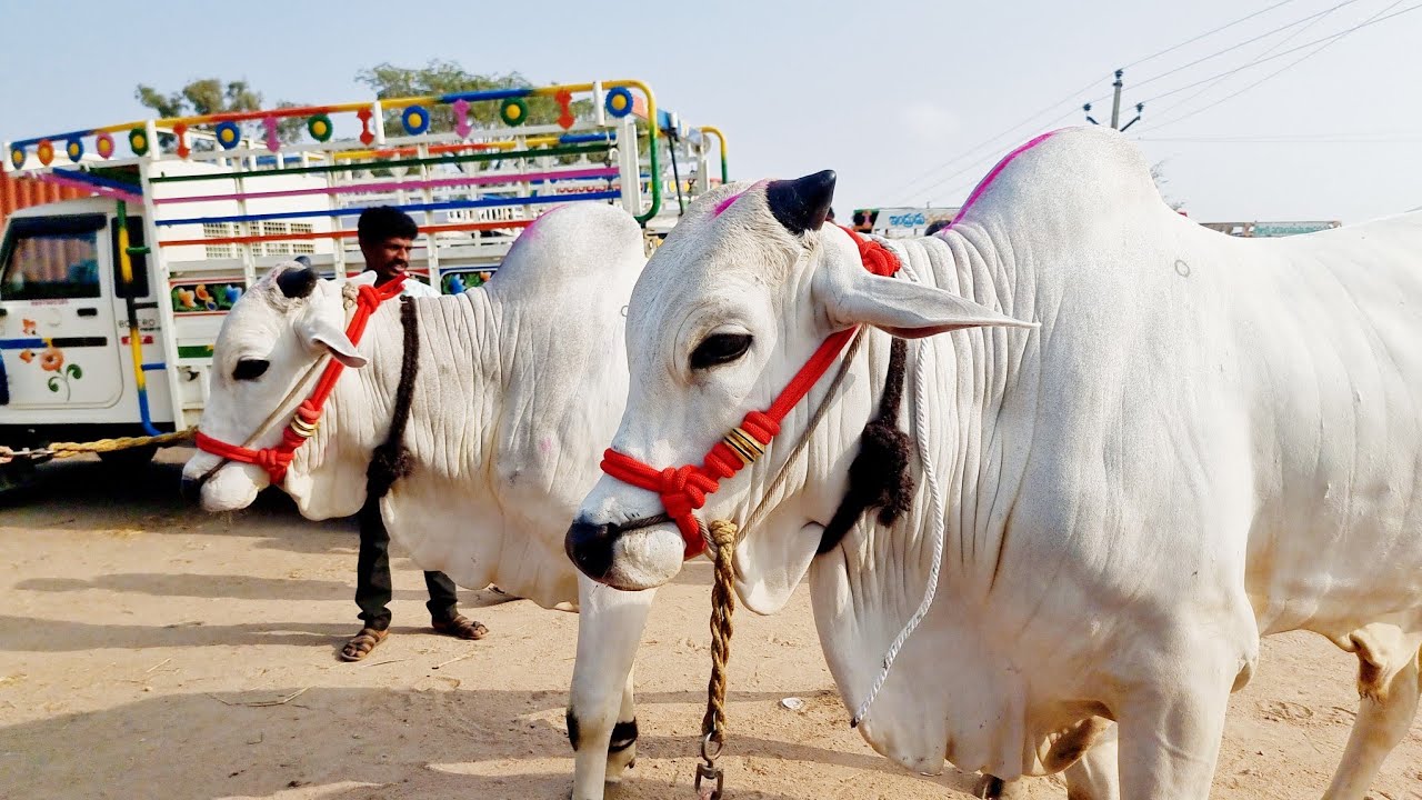 పెబ్బేరు సంతలో 2 పళ్ళ కోడెల రేట్లు-pebbair bulls market-pebbair santha-ox videos-oxen video-cattle