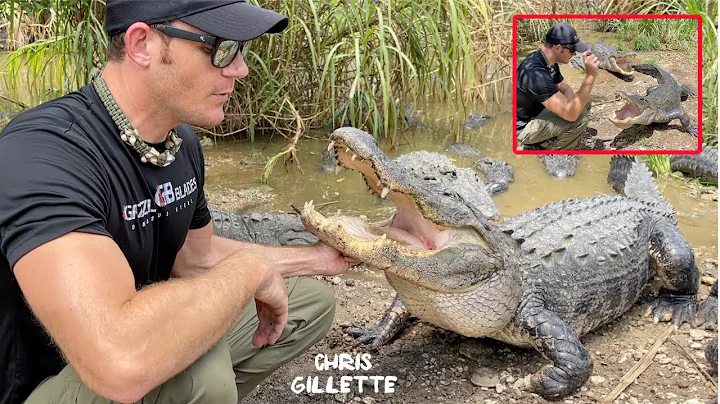 HUGE TRAINED ALLIGATORS - know their names and com...