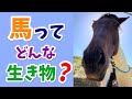 馬ってどんな生き物？