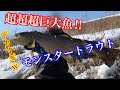 超超超巨大!モンスタートラウト捕獲劇!怪物ブラウントラウト出たぞっ!【ガサガサ】Brown trout