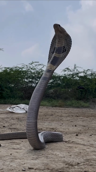 Why is the King Cobra called the King? #shorts