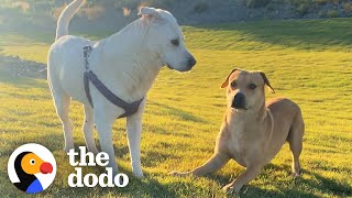 Stray Dog Wags His Tail For The First Time - When He Meets A Girl Dog The Dodo Faith = Restored
