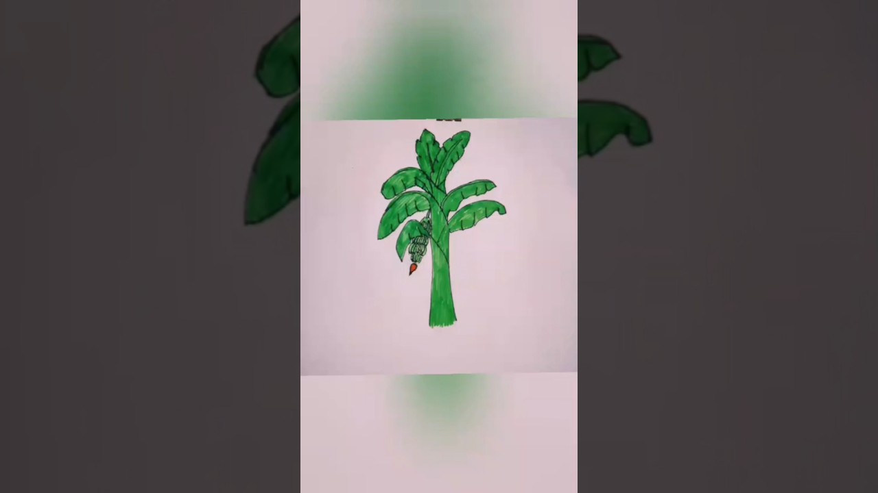 How to draw Banana Tree/কলা গাছ আঁকা 