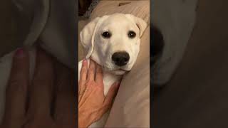 Sleepy Labrador Puppy has the Hiccups #cutepuppies #puppylove #labradorpuppy