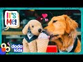 Let&#39;s Help This Pup Find His Favorite Toy | Dodo Kids | It’s Me!