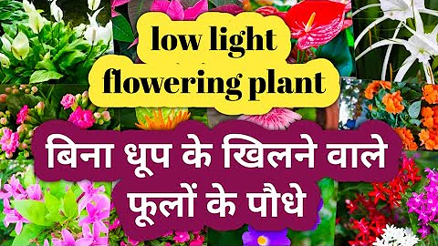 Low light flowering plants/बिना धूप के उगने वाले फूल/Indoor Flower Plants That Grow Without Sunlight
