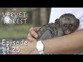 Scared Baby Orphan Vervet Meets Monkey Mom - Ep. 25