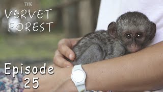 Scared Baby Orphan Vervet Meets Monkey Mom - Ep. 25