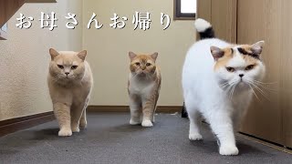 【感動の再開】旅行から帰ってきた母に甘えまくる猫たち