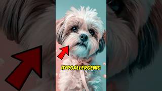 Top 3 Dogs That Don’t Shed Much