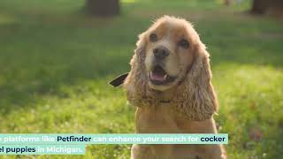 Essential Tips for Choosing Reputable Cocker Spaniel Breeders Near You