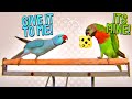 My Parrots Fight Over Their Favorite Toy!! NAUGHTY BIRDS!! (Vinny Subtitles) | Marlene Mc&#39;Cohen