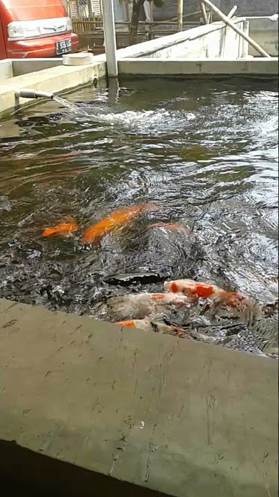 kasih makan ikan koi dikolam...