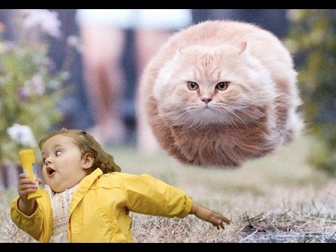  Flying cat  fail YouTube